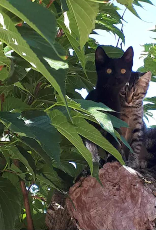 Suite Avec Jardin Entre Aix En Provence, Luberon Et Verdon Peyrolles-en-Provence Zewnętrze zdjęcie